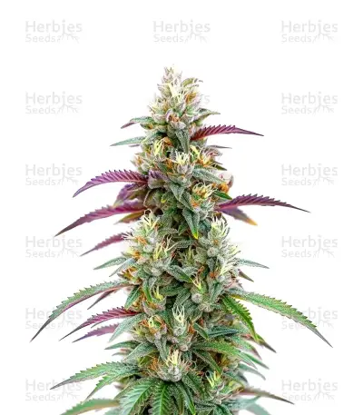 Gator Breath — product photo