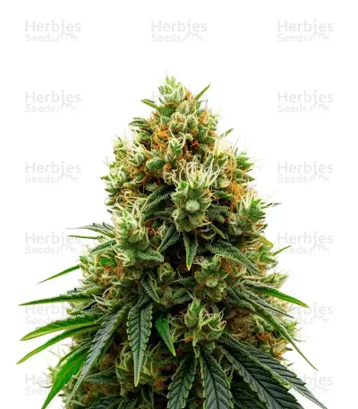 Gelato 44 (Tyson S) — product photo
