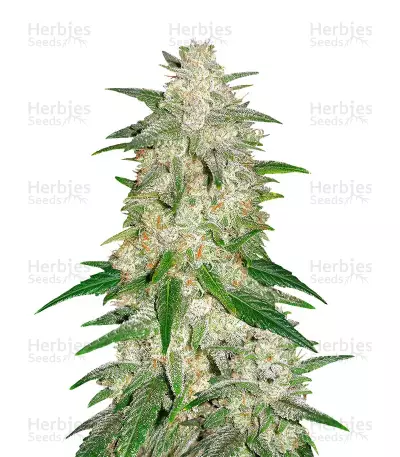 Gelato Auto, product photo