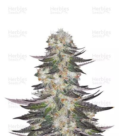 Gelato