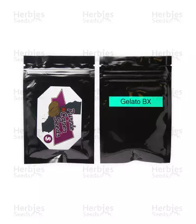 Gelato BX Regular — product photo