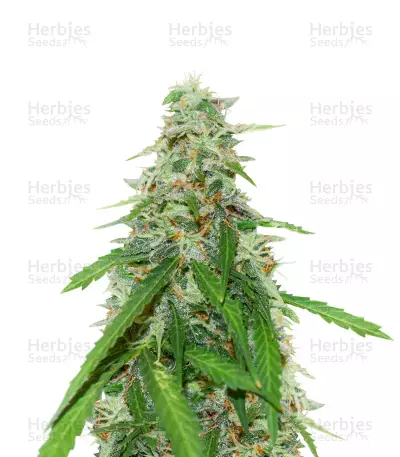 Gelato Cookie Doh-ope Auto — product photo