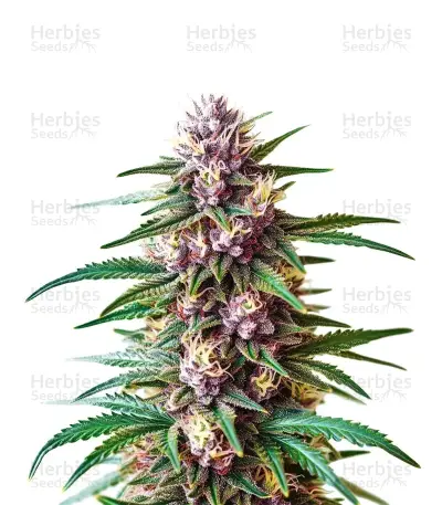 Gelato Fast