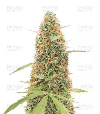 Gorilla Glue #4 Autoflower (Herbies Seeds) — product photo