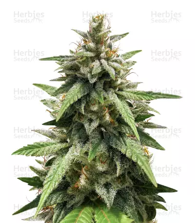 GG#4 Original Glue