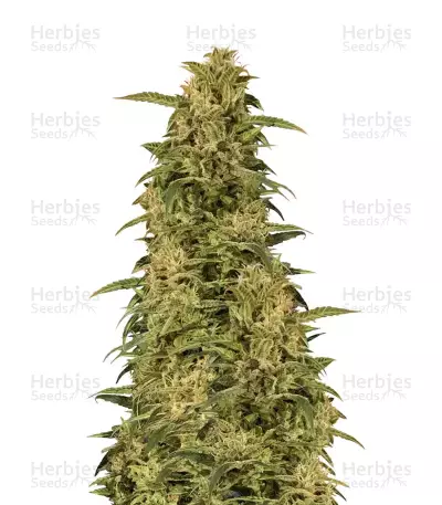 Monkey GG#4 Original Glue — product photo