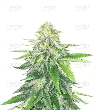 Gorilla Glue #4 (Herbies Seeds) — product photo