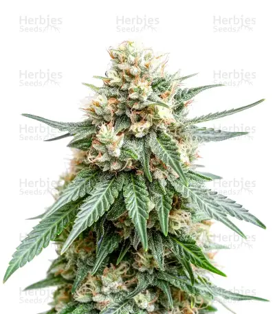 GH Cheese Seeds — product photo