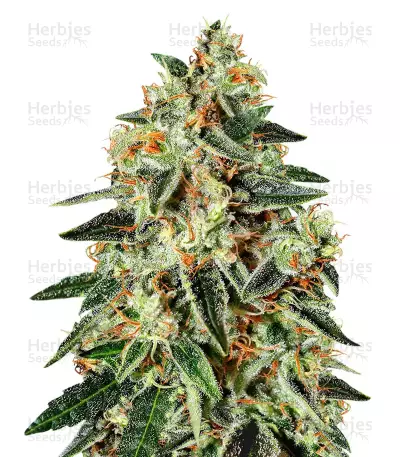 GH Cheese x Lemon Wookie Glue — product photo