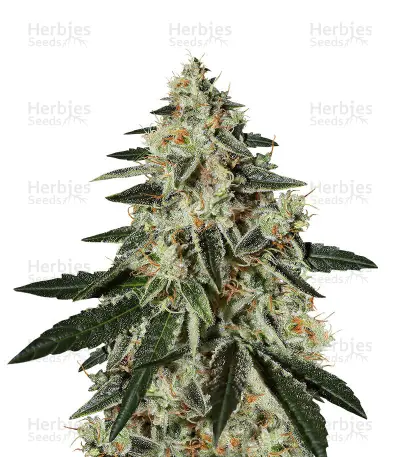 GH Cheese Seeds From Green House — product photo