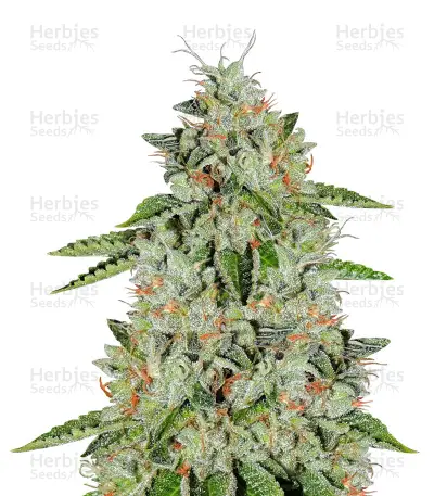 Ghost Rider OG — product photo
