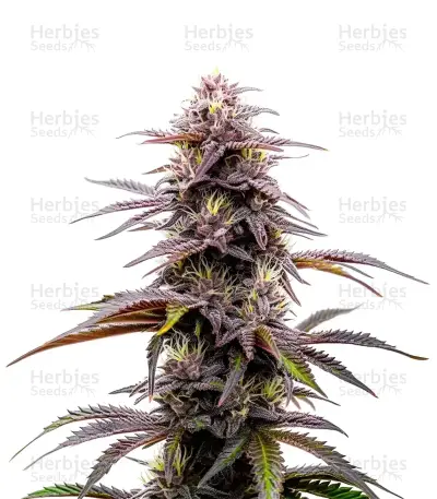 Ghost Train Haze — product photo