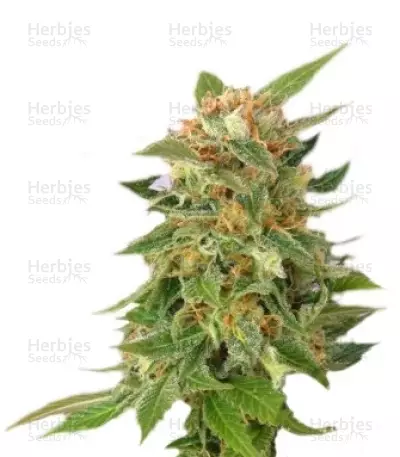 Ginger Punch Auto Seeds — product photo