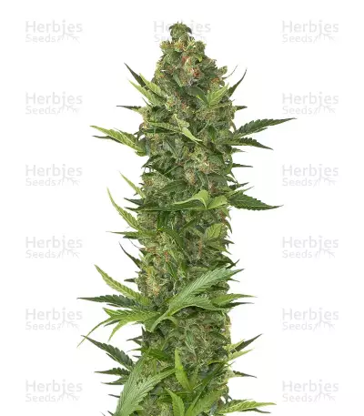 Guys Girl Scout Cookie Glue Auto — product photo