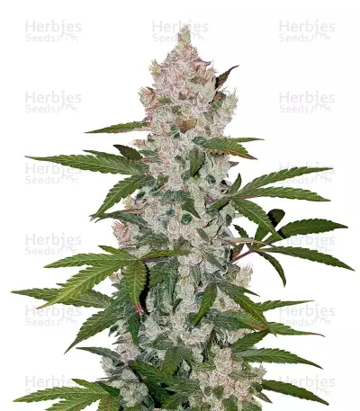 Girl Scout Cookies Auto Auto
