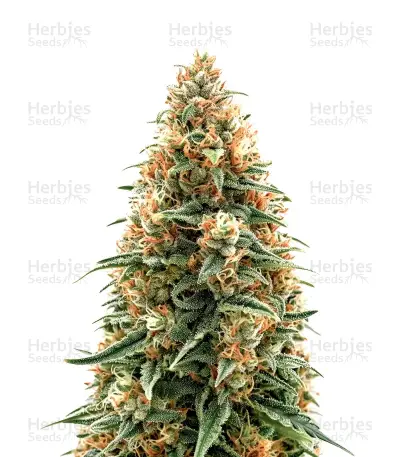 Girl Scout Cookies Auto