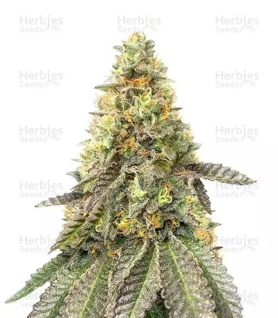 Girl Scout Cookies Fast Version