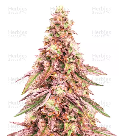 Glue Cookies Seeds (AlphaFem Seeds) — product photo