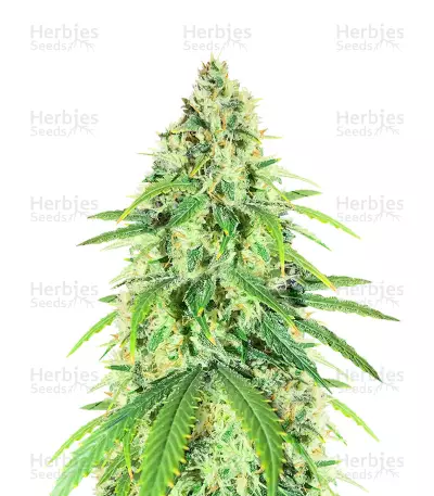 Glue Sherbert Seeds (AlphaFem Seeds) — product photo