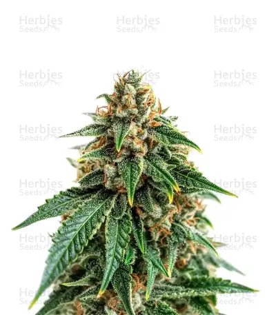 Glueberry (Expert Seeds) — product photo