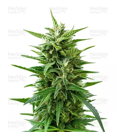 GMO Auto Seeds — product photo