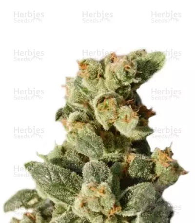 Gnomo Auto Seeds — product photo