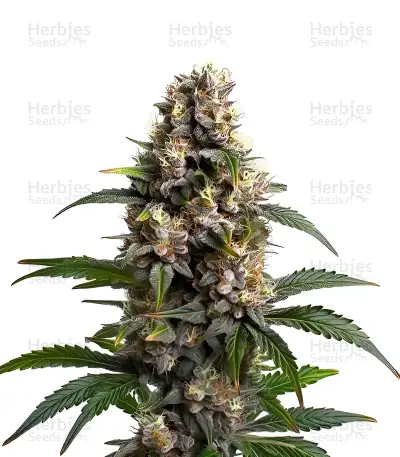 Godfather OG — product photo