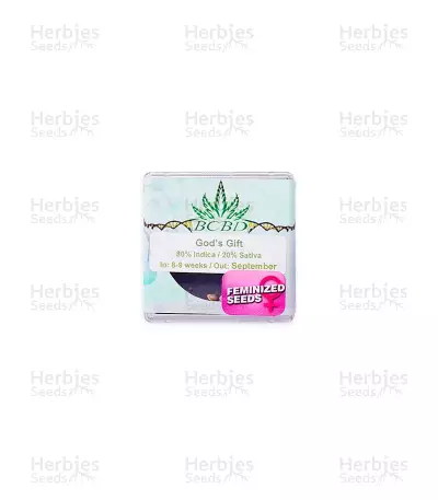 God's Gift — product photo