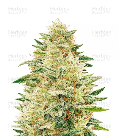 Godzilla Glue — product photo
