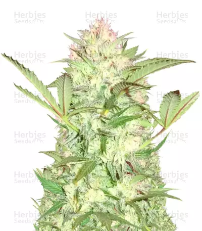 Goji Haze — product photo