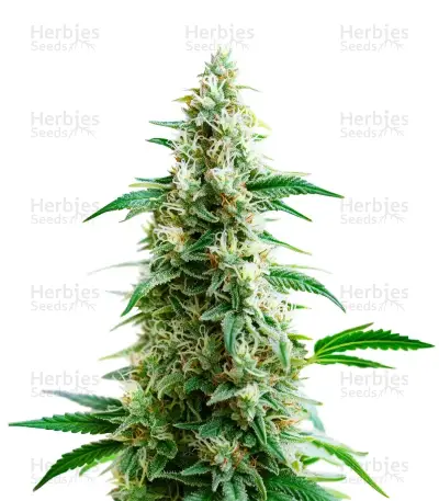 Goji OG — product photo