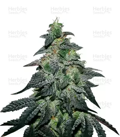 Golosa Seeds — product photo