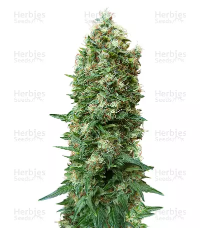 Gordomaster Kush — product photo