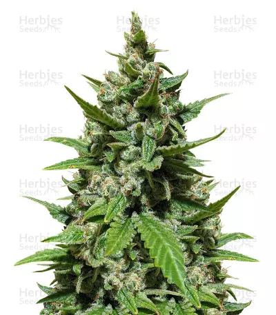 Gelato Seeds From Herbies Seeds — product photo