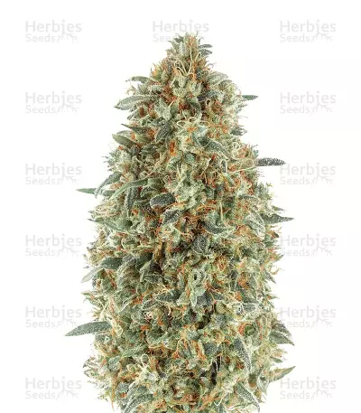 Gorilla Blue — product photo