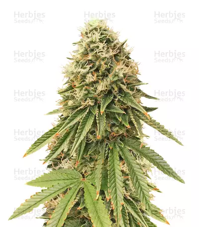 Gorilla Bomb — product photo