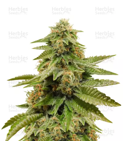 Gorilla Breath — product photo