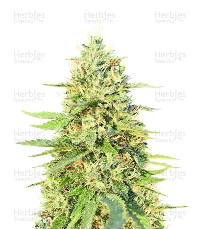 Gorilla G4 Seeds — product photo