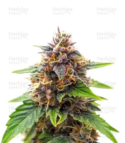 Gorilla King Auto — product photo