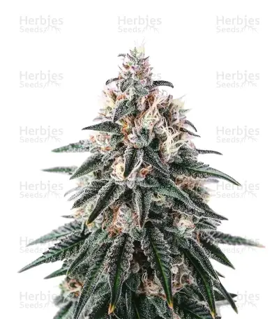 Gorilla x Lilly (Expert Seeds) — product photo