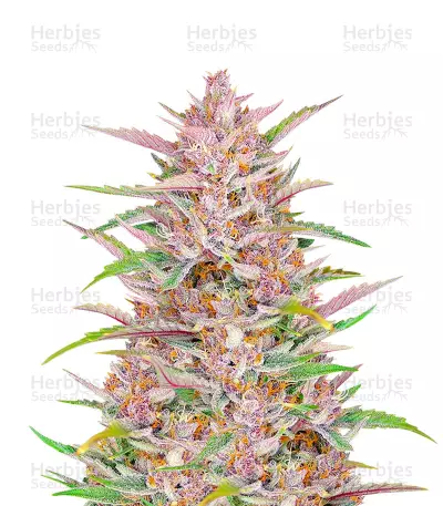 Gorilla Punch Seeds — product photo