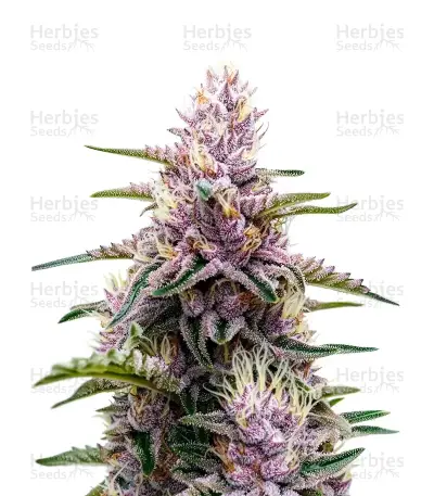 Gorilla Purple Auto — product photo