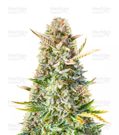 Gorilla Sherbet F1 Fast Version — product photo