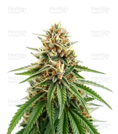Gorilla Super Glue — product photo
