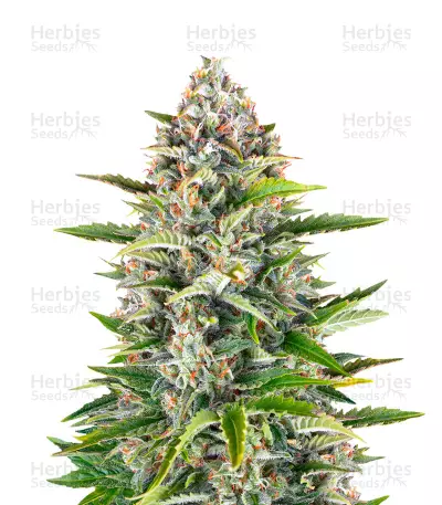 Gorilla Z Auto