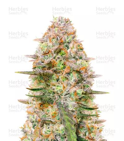 Gorilla Z Auto