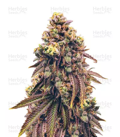 Grand Daddy Purp — product photo