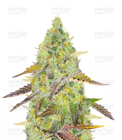Grand Daddy Purple Fast Version