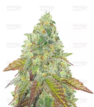 Grand Daddy Purple Fast Version (Herbies Seeds) — product photo