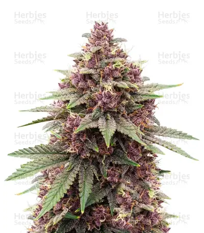 Granddaddy Purple Seeds — product photo